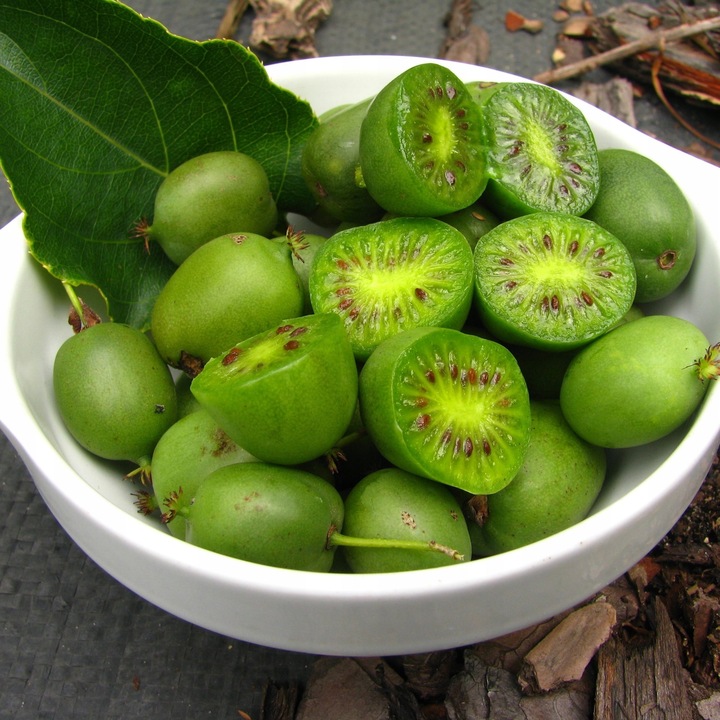 Aktinidia Issai ostrolistna mini kiwi, samopylna obupłciowa sadzonka