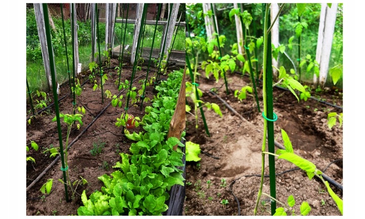 10x TYCZKI SADOWNICZE PALIKI DO ROŚLIN PODPORY powlekane stalowe 150cm