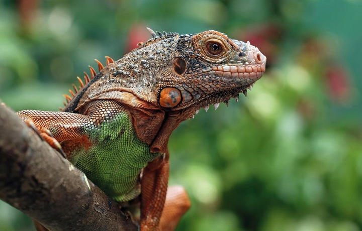OPRYSK ŚRODEK PREPARAT NA ROZTOCZA PTASZYŃCA DO KURNIKA GOŁĘBNIKA 100ML