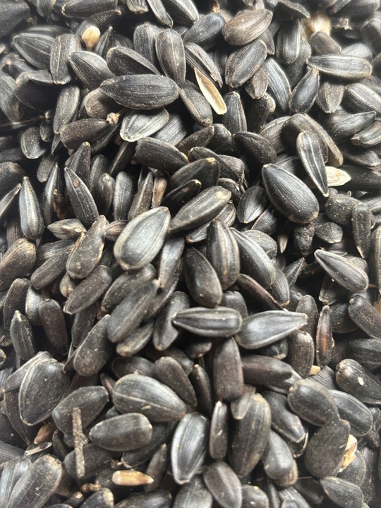 Słonecznik czarny 14 kg karma dla papug ziarno dla ptaków GRTIS kula tluszc