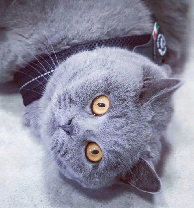 SZELKI dużego kota 43-53cm powyżej 6kg TRE PONTI czarne MIĘKKIE oddychające