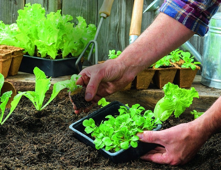 OBORNIK Granulowany Nawóz do Roślin Warzyw Jesienny Wiosenny 40L