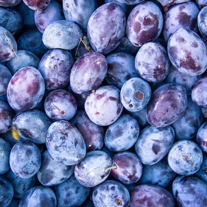 SADZONKI DRZEWKA OWOCOWE ŚLIWA WĘGIERKA ZWYKŁA SAMOPYLNA ODMIANA