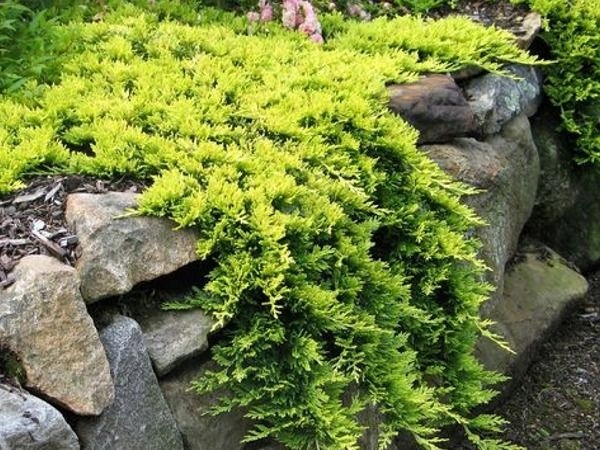 Jałowiec płożący 'Golden Carpet' (Juniperus horizontalis)