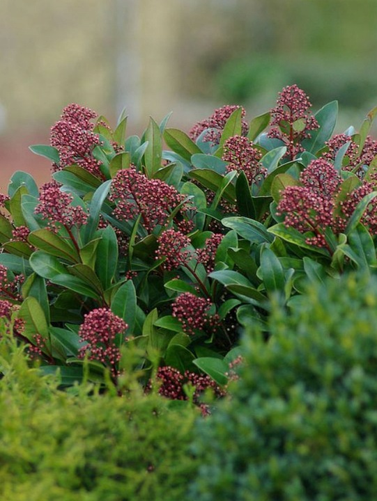 SKIMIA JAPOŃSKA Duże Sadzonki 1L 'Rubella'