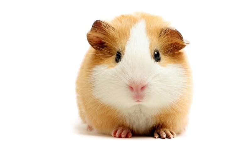 VL-Cavia Complete 1,75kg - dla świnki morskiej