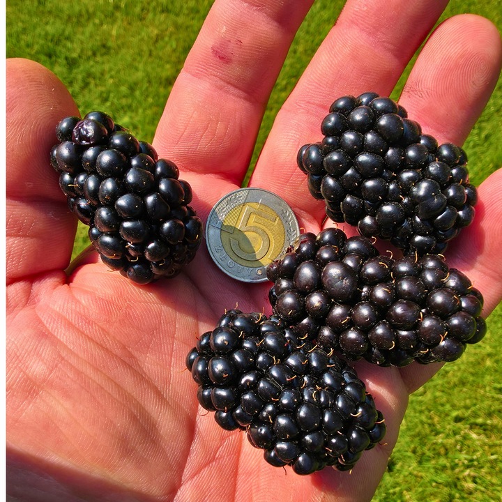 Jeżyna BEZKOLCOWA Gigant - jeżyna, co daje czadu!