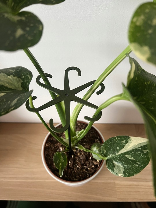 Podpórki do kwiatów podpórka chwytak z prętem 33cm OCTOPUS M 15cm 3 szt.