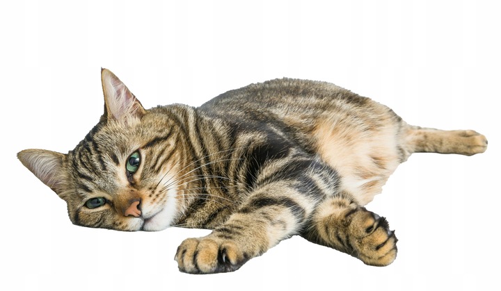 STRONG PETS ŻWIREK SILIKONOWY DLA KOTA COMPACT KWIATOWY 7,6L