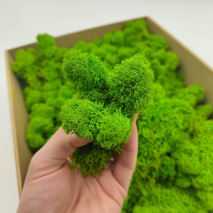 Mech Chrobotek Reniferowy - Fiński - Oczyszczony - Jasnozielony - 500g