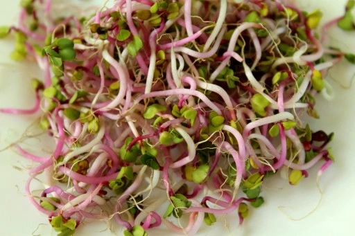 ZESTAW NASIONA NA KIEŁKI MIX ODMIAN ŁATWA UPRAWA MICROGREENS 21 SZT. GRATIS