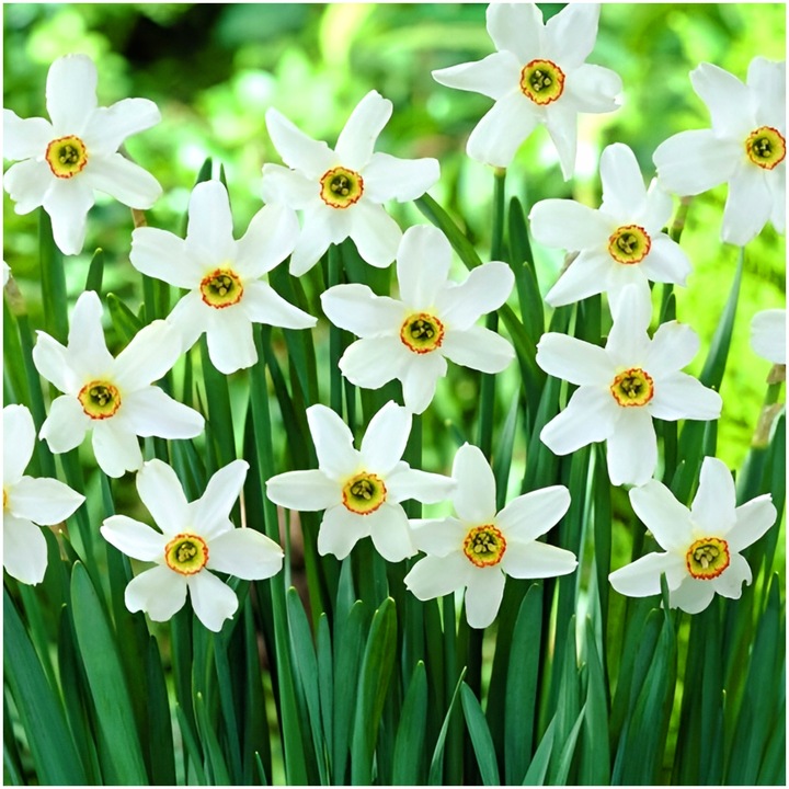 NARCYZ cebulki MIX BOTANICZNY odporne i trwałe 100 szt. + GRATIS