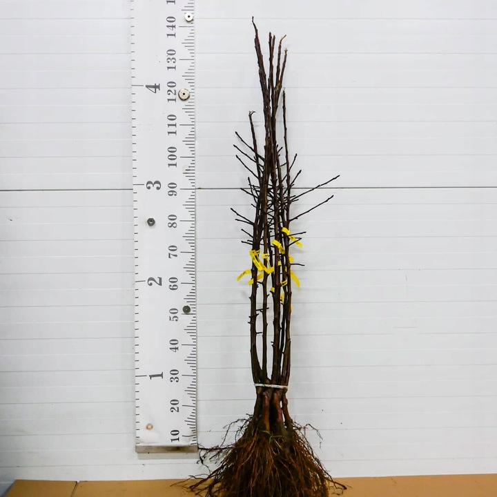 SADZONKI DRZEWKA OWOCOWE JABŁOŃ PAPIERÓWKA STAROPOLSKA WCZESNA