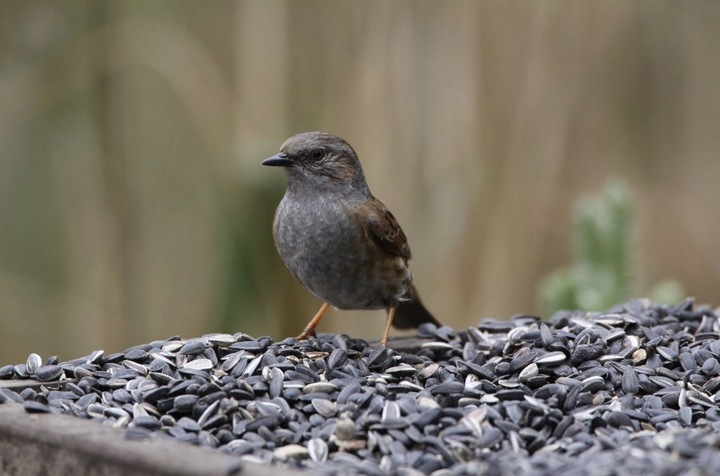 Słonecznik Czarny Karma Ziarno pokarm Dla dzikich Ptaków Gołębi 20KG