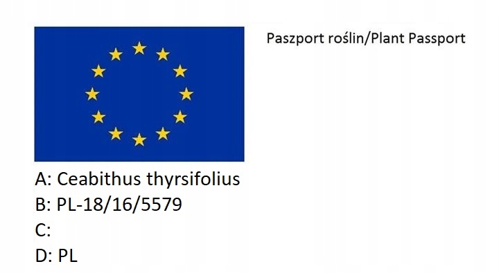 Prusznik niebieski VICTORIA zimozielony SADZONKA niebieski DŁUGO