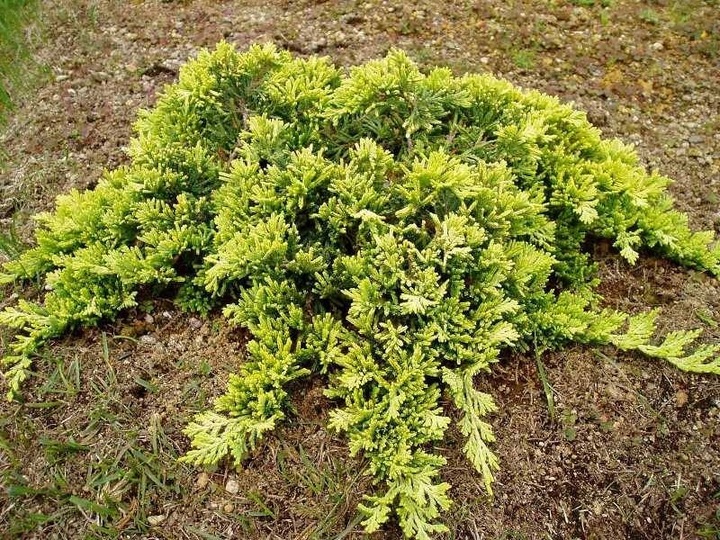 Jałowiec płożący 'Golden Carpet' (Juniperus horizontalis)