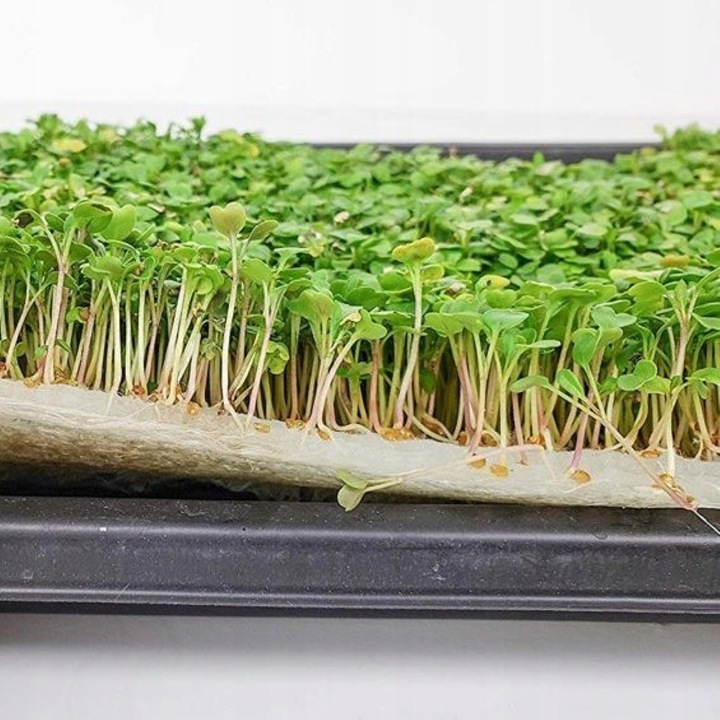 TORAF MICROGREENS MŁODE LISTKI ZESTAW 4 ROŚLIN MAT BOMBA WITAMINOWA NASIONA