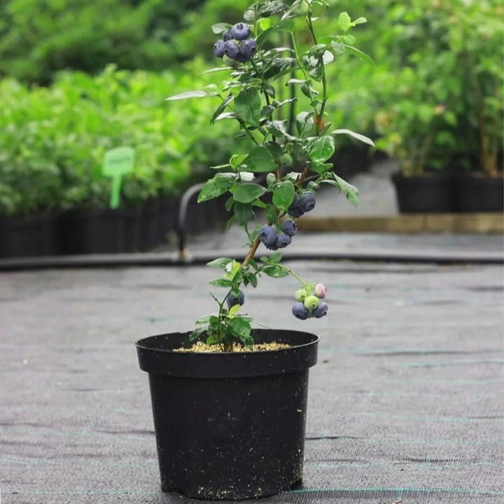 ZIEMIA PODŁOŻE DO BORÓWKI Z NAWOZEM KWAŚNA TORF ROŚLIN KWASOLUBNYCH