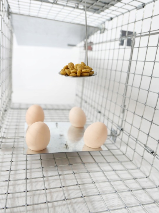 ŻYWOŁAPKA PUŁAPKA NA KUNY SZCZURY ŁASICE NORKI TCHÓRZE ŁASKI ŁAPKA