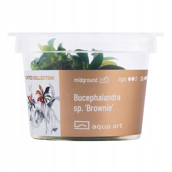 Bucephalandra sp. ’Brownie’ ROŚLINA IN VITRO 5cm