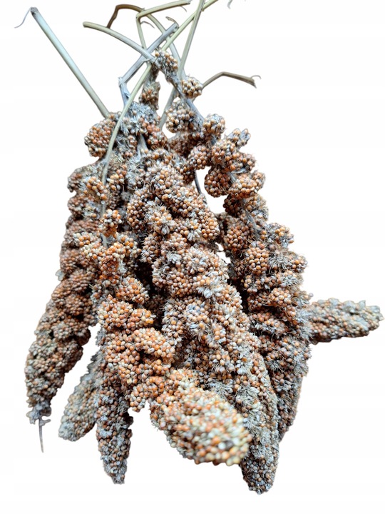 Pokarm dla papug średnich ziarno karma dla nimfy nierozłączki10 kg