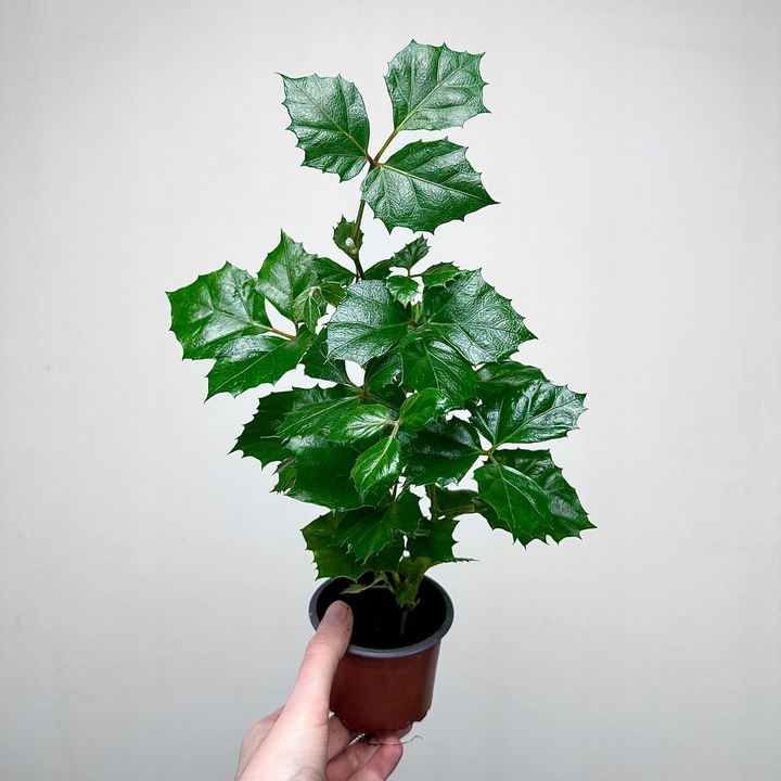 CISSUS ROMBOLISTNY don.9cm