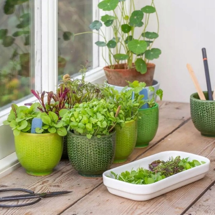 TORAF MICROGREENS MŁODE LISTKI ZESTAW 4 ROŚLIN MAT BOMBA WITAMINOWA NASIONA