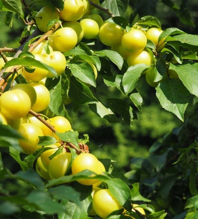 Śliwa RENKLODA ULENA polecana ODMIANA SAMOPYLNA duże PYSZNE DUŻE OWOCE