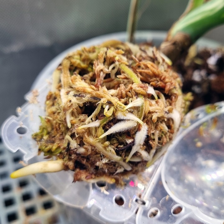 Mech Torfowiec SPHAGNUM 5L Podłoże do Ukorzeniania