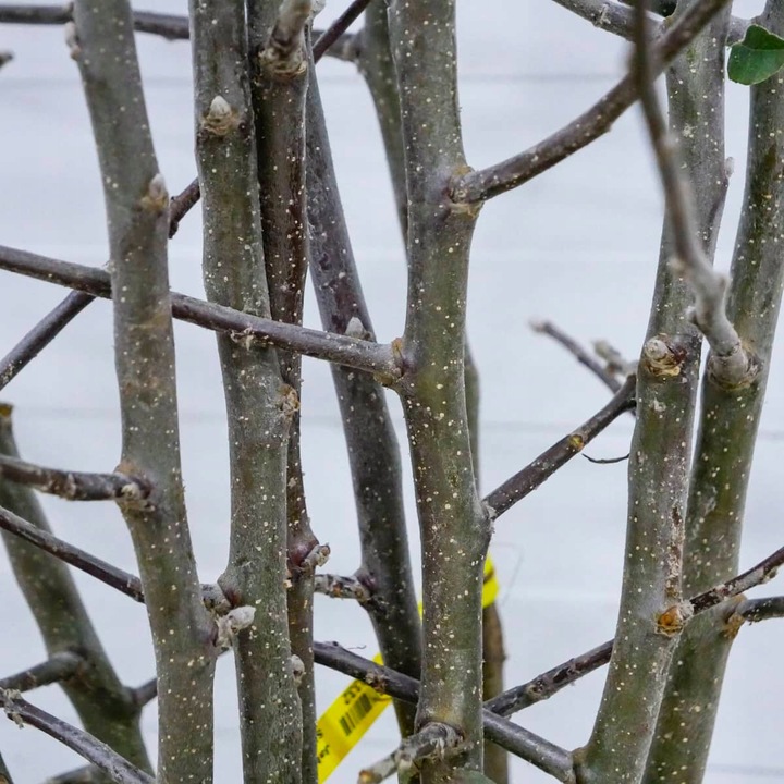 SADZONKI DRZEWKA OWOCOWE JABŁOŃ SZARA RENETA NAJLEPSZA CENIONA DO