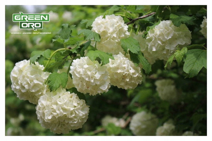 Nawóz do Hortensji Rododendronów Borówki Azalii Magnolii 5kg 100 dni