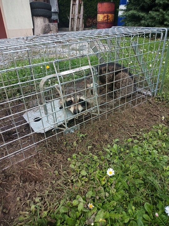 ZYWOŁAPKA PUŁAPKA NA KUNY LISY KOTY BOBRY WYDRY
