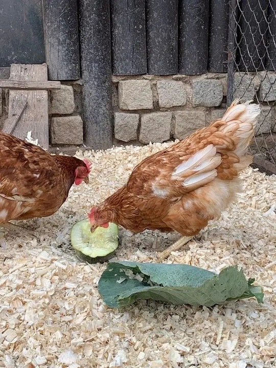 Bezpyłowe trociny ProBioBED Plus dla gryzoni jeży kur koni królika - 250 l