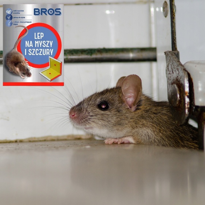 BROS LEP NA MYSZY SZCZURY GRYZONIE PUŁAPKA KLEJOWA WABIĄCA ZAPACHEM 12