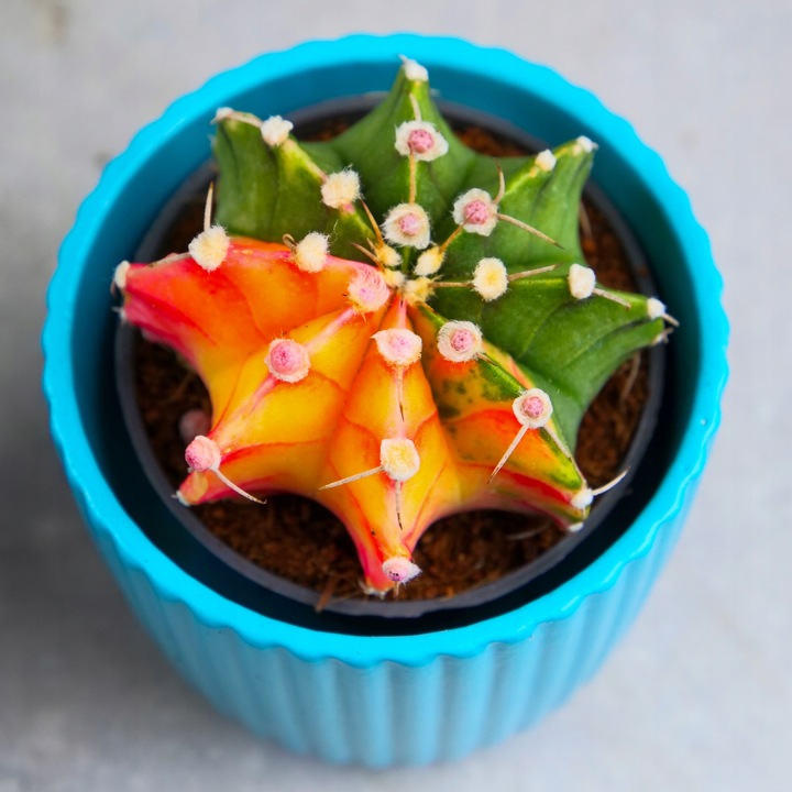 KOLOROWY KAKTUS Gymnocalycium mihanovichii Variegata NA KAŻDĄ OKAZJĘ