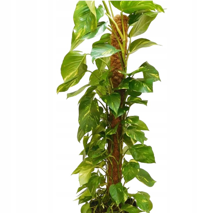 Podpora Palik Kokosowy 100cm (1M) Tyczka do Monstery Kwiatów Roślin