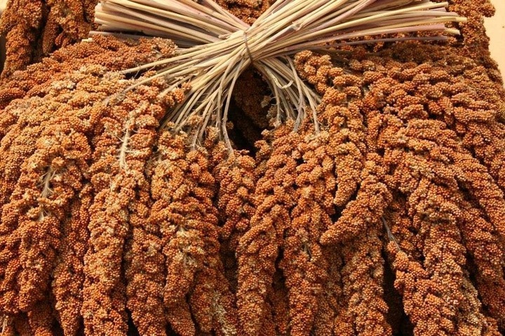 Proso senegalskie czerwone w kłosach Naturalny przysmak 1kg