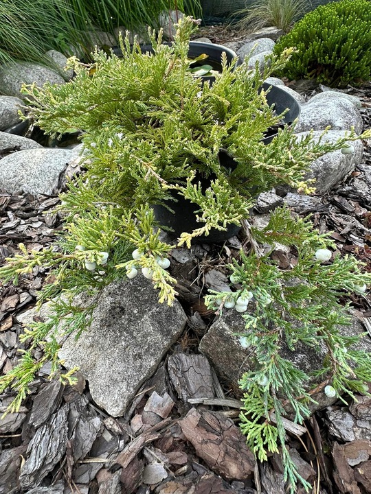 Jałowiec płożący 'Golden Carpet' (Juniperus horizontalis)