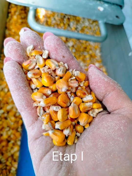 Żwirek kukurydziany GRUBOZIARNISTY EKOTEK 20L dla kotów 12 kg