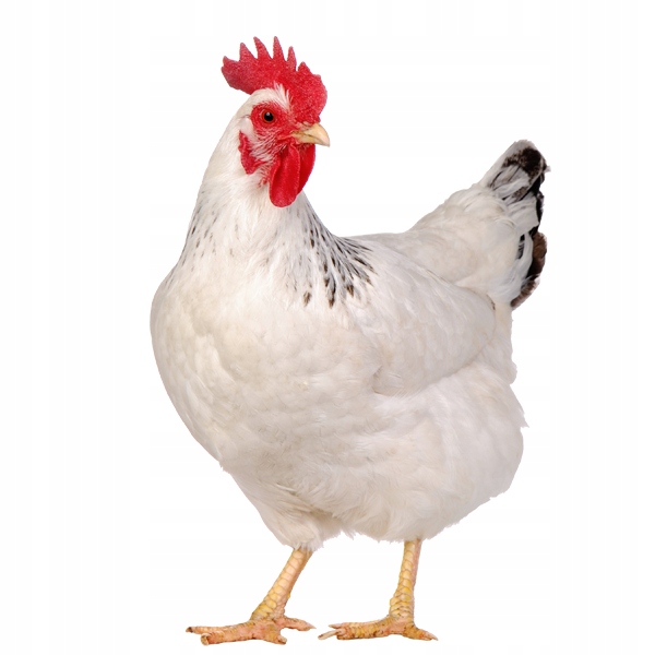 Diatomit, ziemia okrzemkowa prażona - sucha i wydajna, na owady, pył