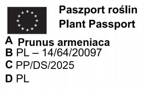 JABŁOŃ GRUSZA CZEREŚNIA WIŚNIA BRZOSKWINIA MORELA KOLUMNOWE PAKIET 6