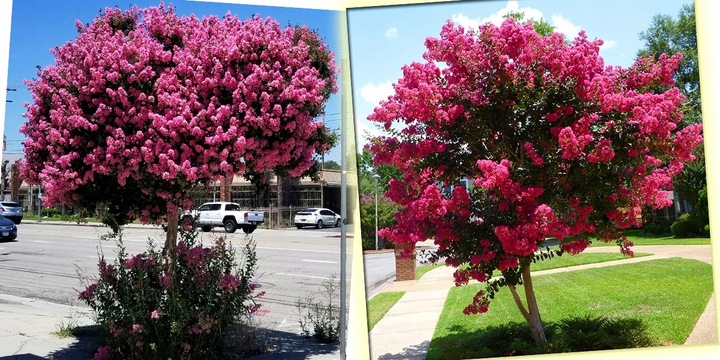 LAGERSTROEMIA INDYJSKA PINK NAJDŁUŻEJ KWITNĄCY KRZEW ŚWIATA Sadz.