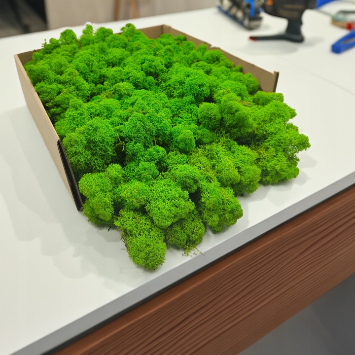 Mech Chrobotek Reniferowy - Fiński - Oczyszczony - Jasnozielony - 500g