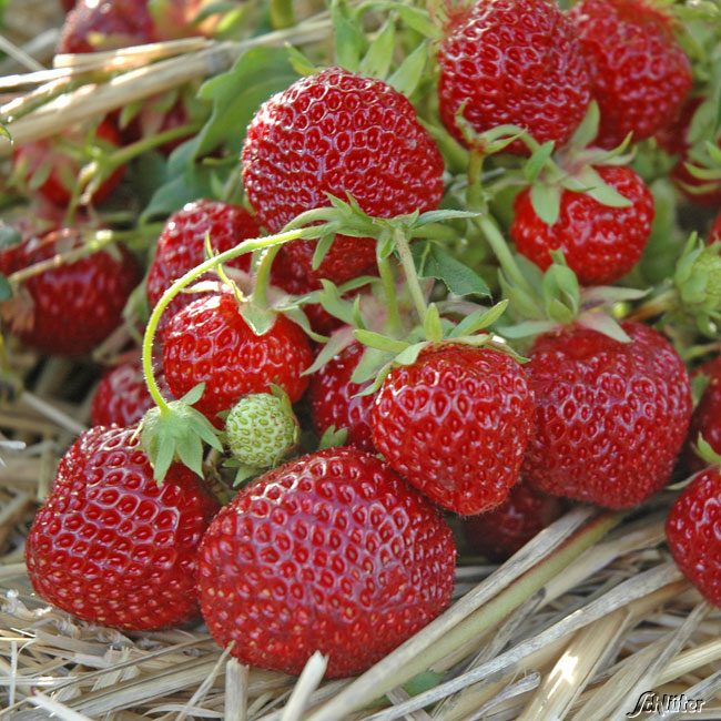 TRUSKAWKA TRUSKAWKI SADZONKI TRUSKAWEK DONICZKOWANA GIGANT
