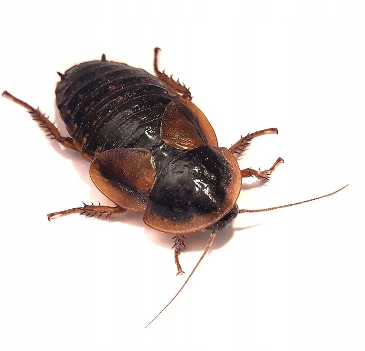 Karaczany argentyńskie Dubia 2-3 cm 100szt