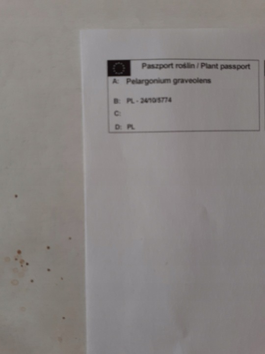 GERANIUM ANGINKA Pelargonium graveolens gęsta XL don.Ø13cm