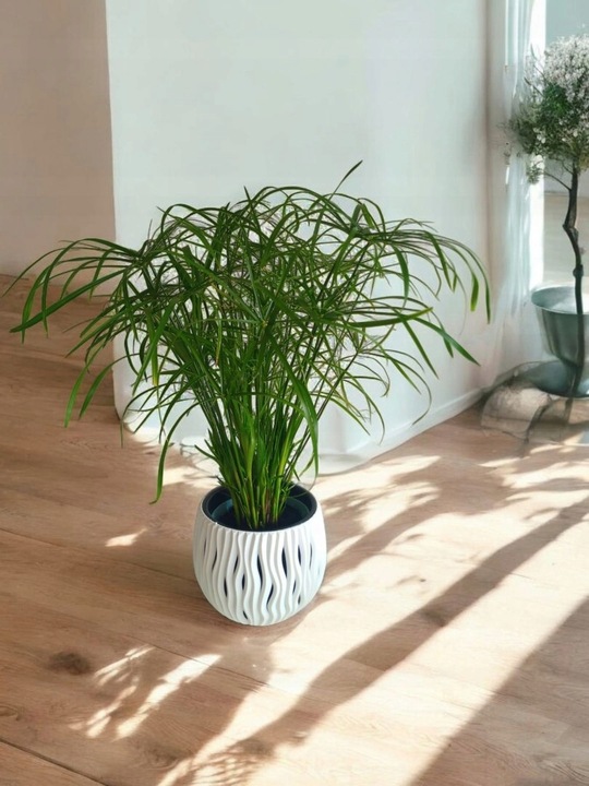 Papirus Cibora zmienna Cyperus alternifolius do Domu Ogrodu i Oczek