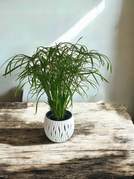 Papirus Cibora zmienna Cyperus alternifolius do Domu Ogrodu i Oczek