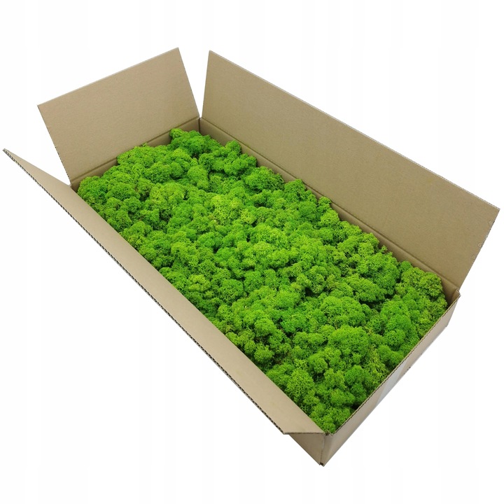 Mech chrobotek dekoracyjny 3 KOLORY