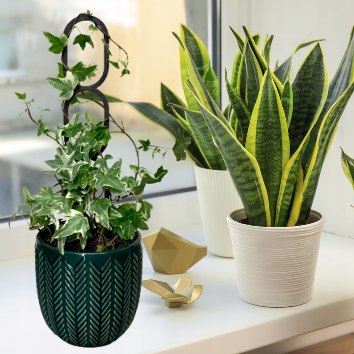 Podpora do Roślin Pnączy Podpórka Kwiatów Pnących Pergola Drabinka L